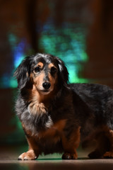 ダックスフント