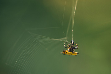 yellow Crab Spider in Costa rica making his web close up detail