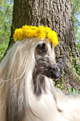 Dog breed dog Afghan Hound  lying on the lawn in a wreath from dandelions