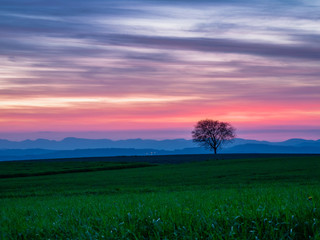 Baum in blauer Stunde