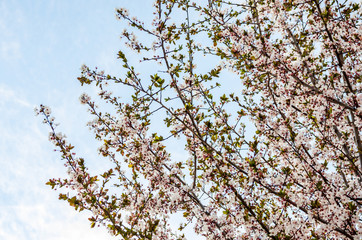 Plum blossom at sunset