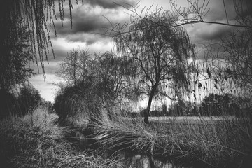 Trees around river, black and white