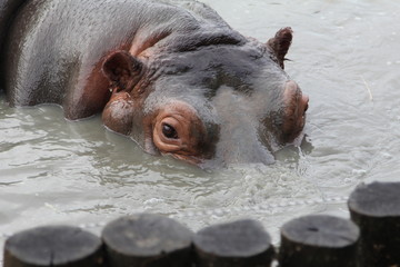 hippopotamus hid in the water and looks out of it