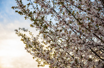 Plum blossom at sunset
