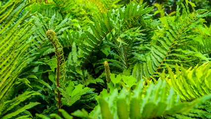 11324_Fern_plants_with_a_long_green_flowers_in_Ireland.jpg