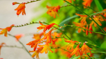 11339_An_orange_orchid_like_flower_on_the_garden_in_Ireland.jpg