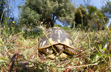 A Careta Careta species mediterranean turtle seen on a forest in the Spanish Balearic island of...