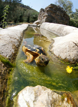 A Careta Careta species mediterranean turtle seen on a forest in the Spanish Balearic island of Mallorca
