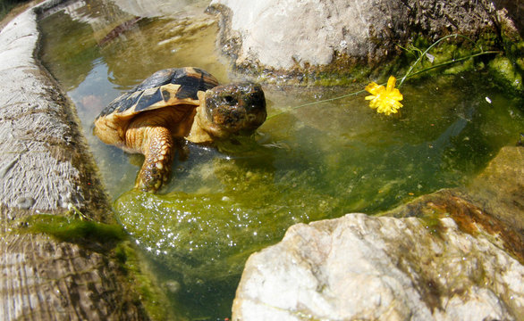 A Careta Careta species mediterranean turtle seen on a forest in the Spanish Balearic island of Mallorca