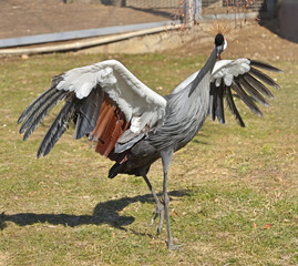 Grey crowned crane (Balearica regulorum) dances in spring