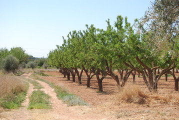 Fototapeta na wymiar Almond Tree Orchard, Valencia, Spain