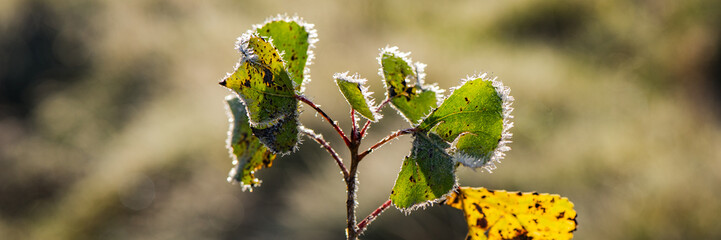 green foliage of plants covered with frost on a sunny day, close-up. Web banner.