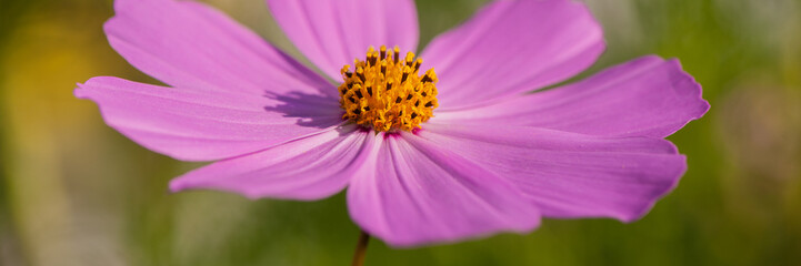 blooming decorative pink-purple flowers on a sunny day, close-up.