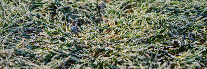 green meadow grass covered with frost on a sunny morning.Web banner.