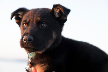 Portrait of German shepherd puppy at the beach. Soft focus