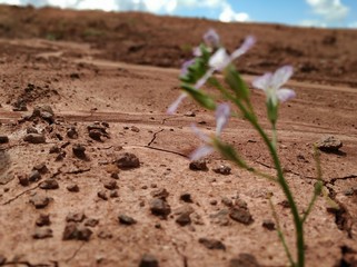 Flower in desert