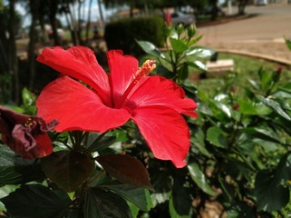 Fototapeta na wymiar Flower Red