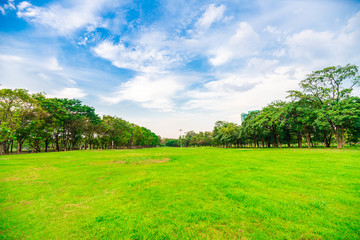 Fototapeta na wymiar Green field city public park with row of tree and blue sky