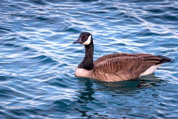 Duck swimming in Lake Michigan