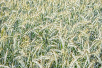 Close-up photo of wheat field. Green and yellow. Nutrition, food. Nature protection
