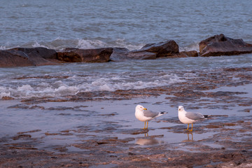 A couple of seagulls walking on the beach