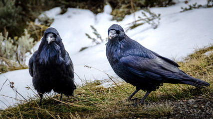 Couple of crows in Yellowstone National Park