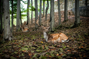 Jelenie © Damian