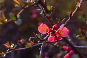 A beautiful spring red and pink blooming flowers on the tree, delicate, young and colorful flowers bloom on the branches of trees on a sunny day