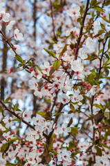 Blooming plum blossoms and branches close up at sunset