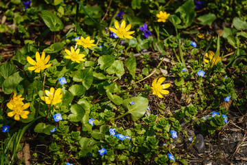 Wild violets and buttercups in the green grass in spring decorate the soil as a beautiful background