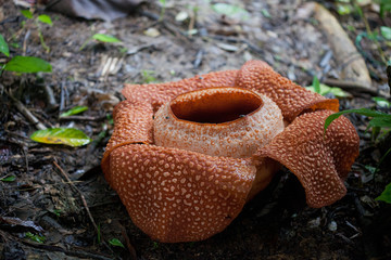 Red blooming Rafflesia, the biggest flower in the world, Sarawak, Borneo, Malaysia. Plant a parasite with a disgusting smell.