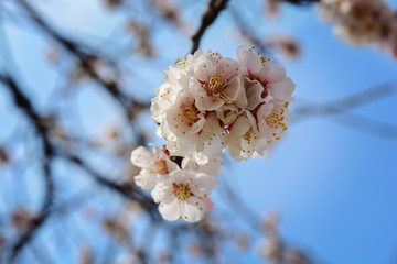 A beautiful spring white and pink blooming flowers on the tree, delicate, young and colorful flowers bloom on the branches of trees on a sunny day