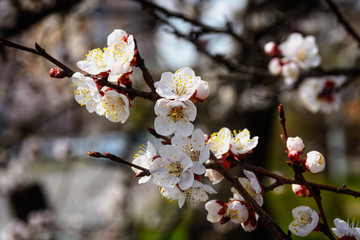 A beautiful spring white and pink blooming flowers on the tree, delicate, young and colorful flowers bloom on the branches of trees on a sunny day
