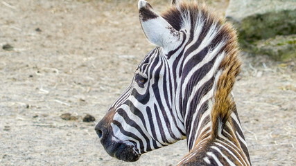 Obraz premium 11644_The_back_of_the_head_of_the_hairy_zebra.jpg