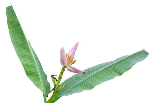 Pink Flower with Green Leaves of Flowering Banana Tropical Plant, Musa ornata Roxb., Isolated on White Background
