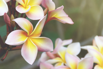 Blooming Yellow Pink Plumeria Flowers