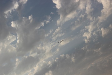 a lonely free bird soars in the sky