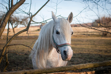 Portret konia © Damian