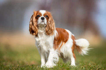 Portrait of a dog