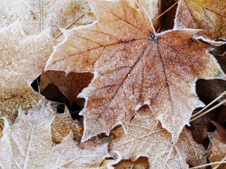 Frozen leaves