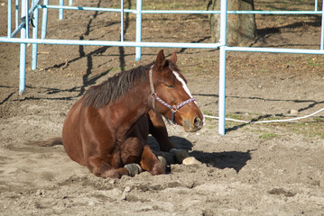 The horse is resting in the pasture.