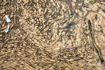 Polluted canal water surface