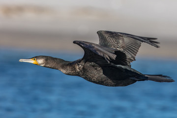kormoran