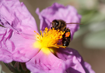 A Honey bee collects pollen from a flower in a forest in the Spanish Mediterranean island of Mallorca