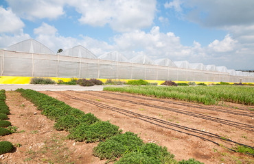 Modern greenhouse, growing organic food