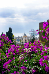 Malaga, Spain, February 2019. Panorama of the Spanish city of Malaga. Beautiful view. Fortress Alcazaba de Almeria. Pink bougainvillea blooms in the foreground.
