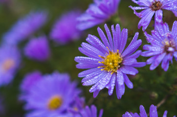 Blue daisy with dew drops