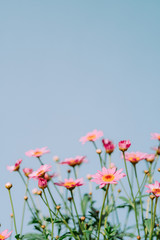Argyranthemum, blue background.