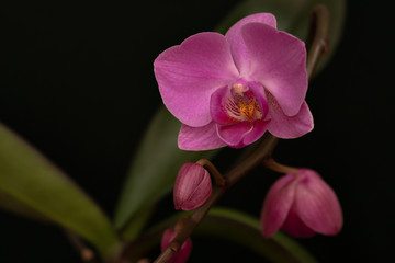 close-up of Phalaenopsis flower with buds on dark green background