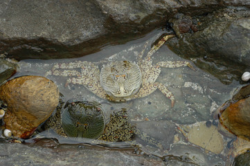 Crabs